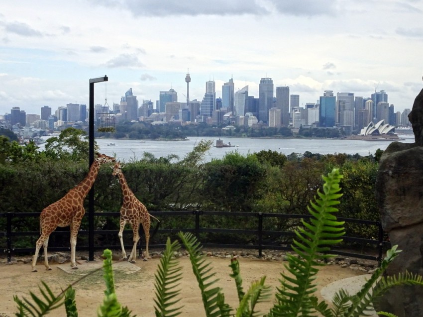 zoo-sydney-avec-vue-001