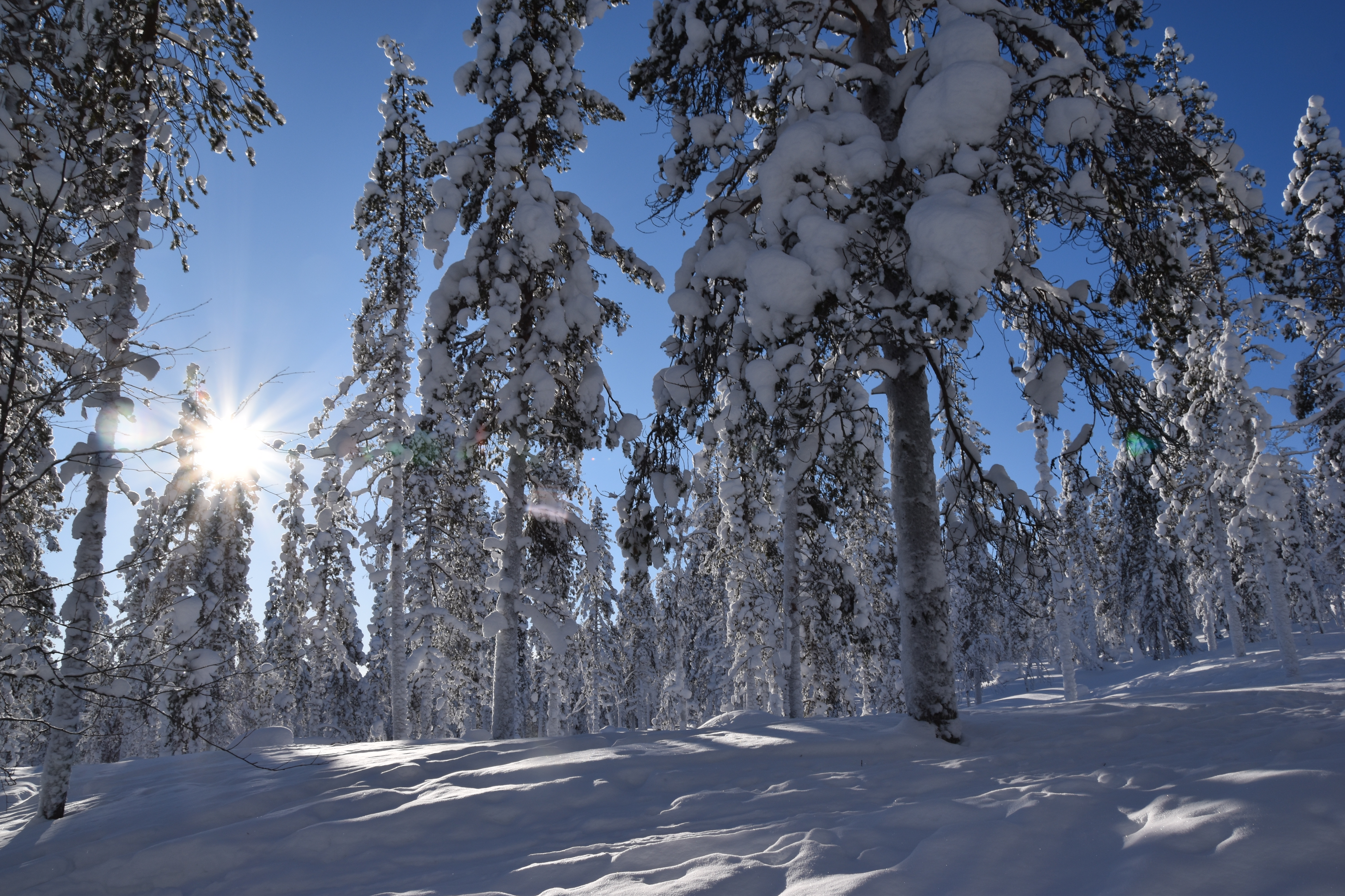 Laponie: un voyage enchanteur !