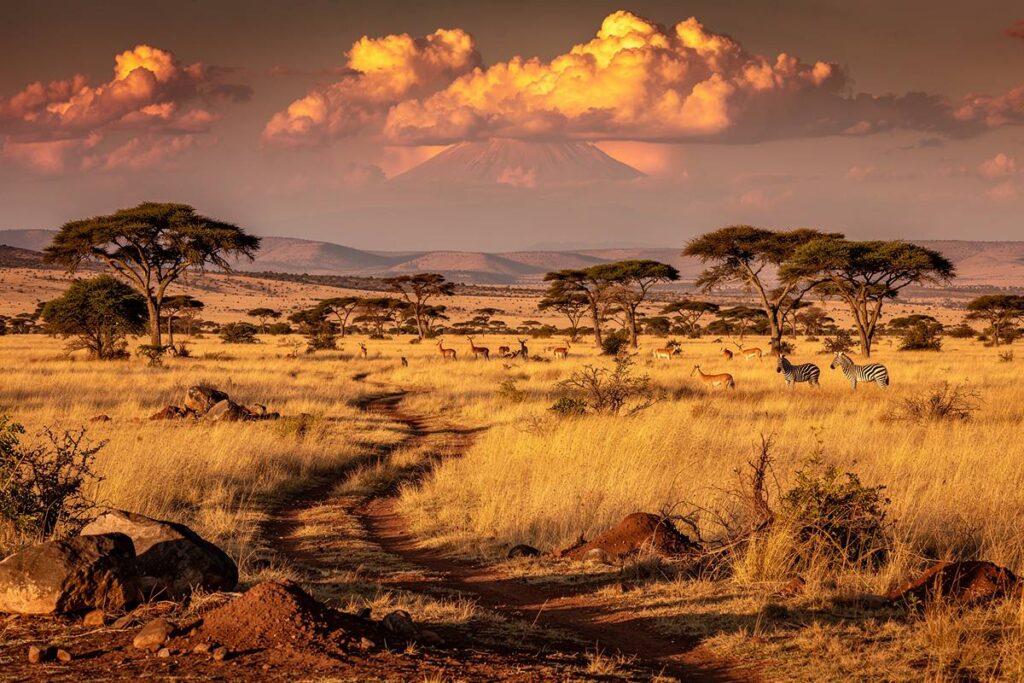 safari au kenya