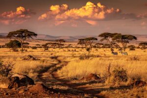 safari au kenya